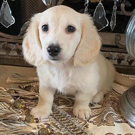 Creme of the Crop Dachshund Puppy - Milo 7
