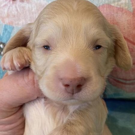 Creme of the Crop Miniature Dachshund Puppy Monkee 1