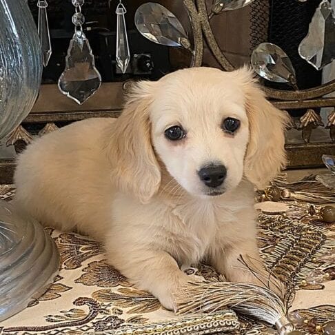 Creme of the Crop Dachshund Puppy - Mylah 6