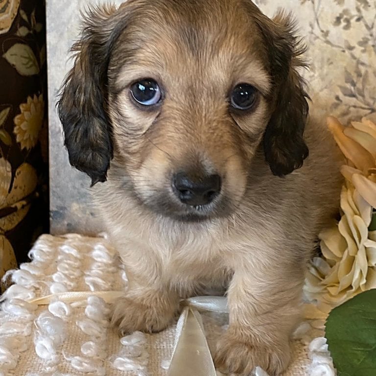 Creme of the Crop Miniature Dachshund Puppy - Mystic 1