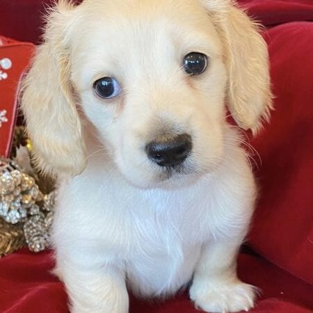 Creme of the Crop Miniature Dachshunds Cream Puppy - Nori 1