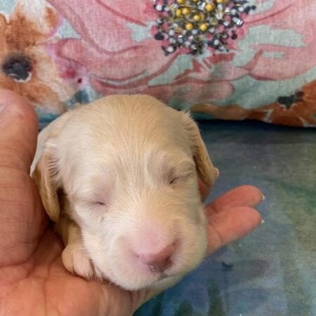 Creme of the Crop Miniature Dachshund Puppy Olive 5