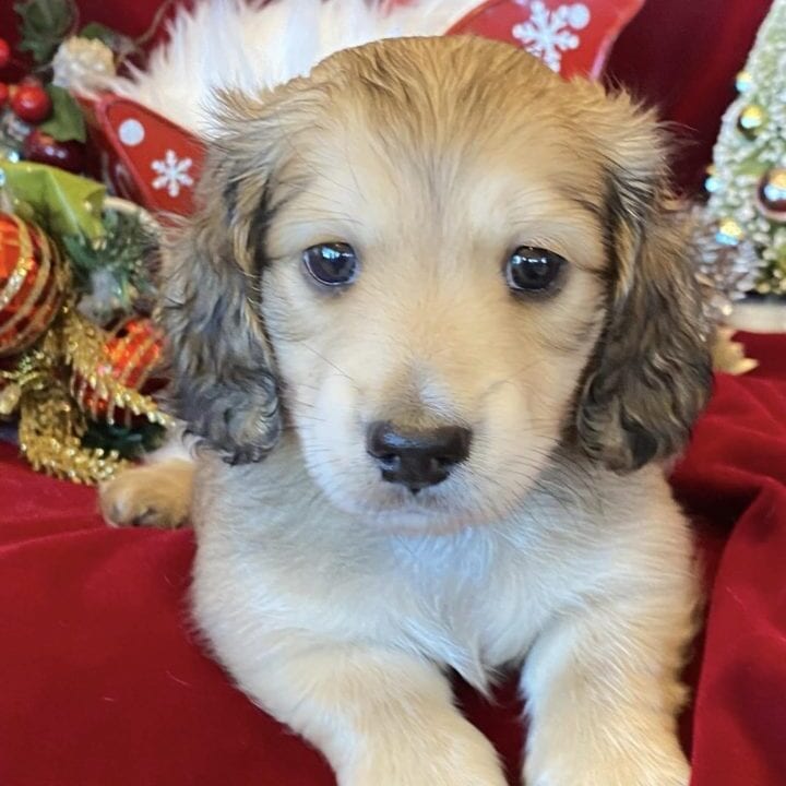 Creme of the Crop Miniature Dachshunds Cream Puppy - Ollie 2