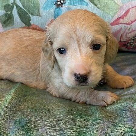 Creme of the Crop Miniature Dachshund Puppy Otto 5