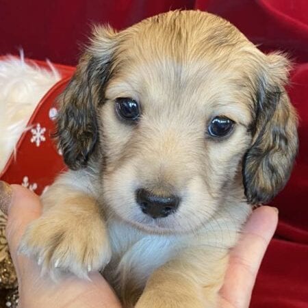 Creme of the Crop Miniature Dachshunds Cream Puppy - Pepper 4
