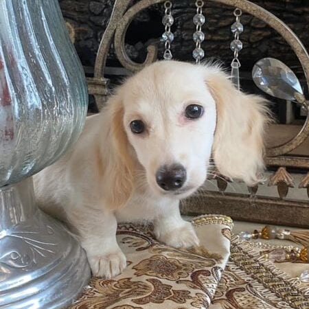 Creme of the Crop Dachshunds Piper Renee 8