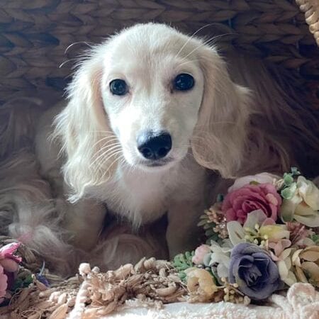 Creme of the Crop Dachshunds Piper Renee 11