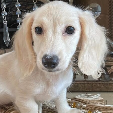 Creme of the Crop Dachshunds Breeder Female Pippa 1