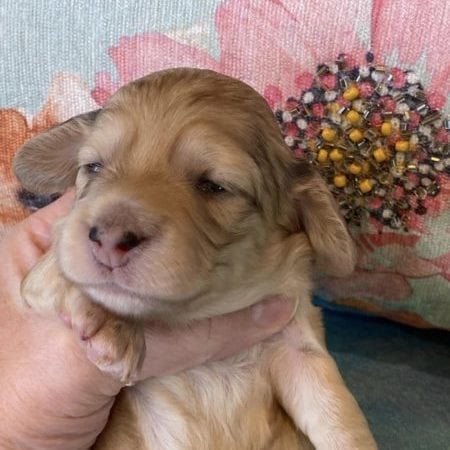 Creme of the Crop Miniature Dachshund Puppy Polly 2