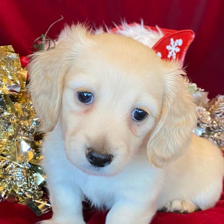 Creme of the Crop Miniature Dachshunds Cream Puppy - Polly 3