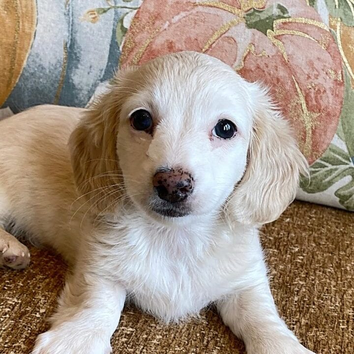 Creme of the Crop Miniature Dachshunds Cream Puppy - Polly 5