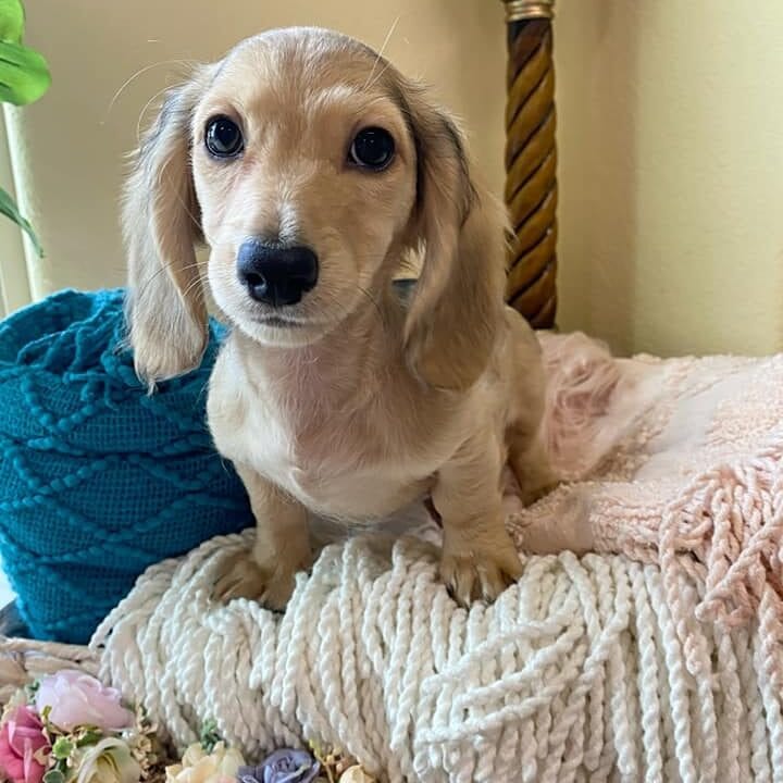 pryse5 Crème of the Crop Dachshunds English Cream Miniature Dachshund Pryse 6