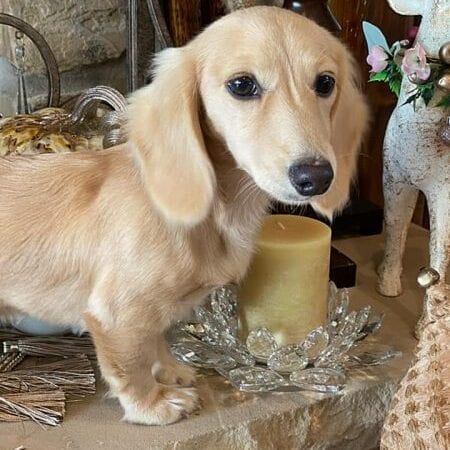 Creme of the Crop Miniature Longhair Dachshunds - Male Breeder Puccini 9