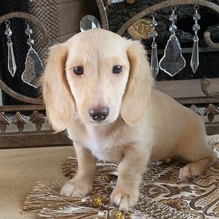 Creme of the Crop Dachshunds Breeder Male Stud Quigley 14