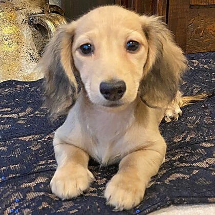 Crème of the Crop English Cream Miniature Dachshunds - Raya Faith