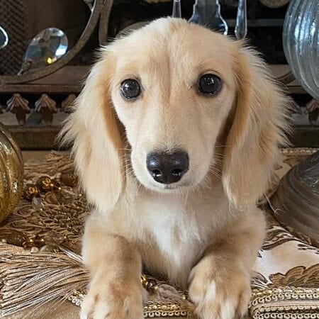 Creme of the Crop Miniature Longhair Dachshunds - Male Breeder Skye 2