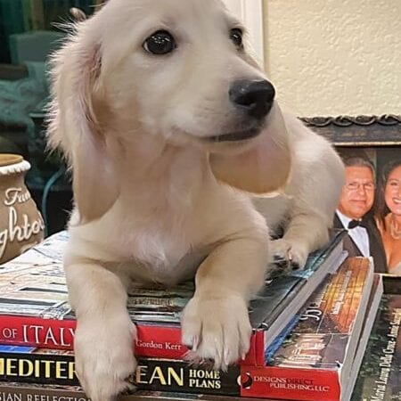 sundae2 english cream miniature dachshund puppy breeder sundae