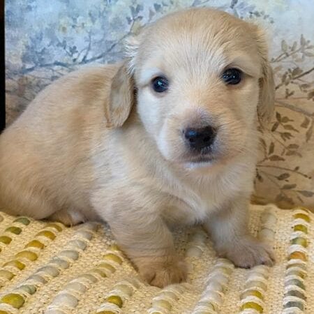 Creme of the Crop Miniature Dachshunds - Taco 4