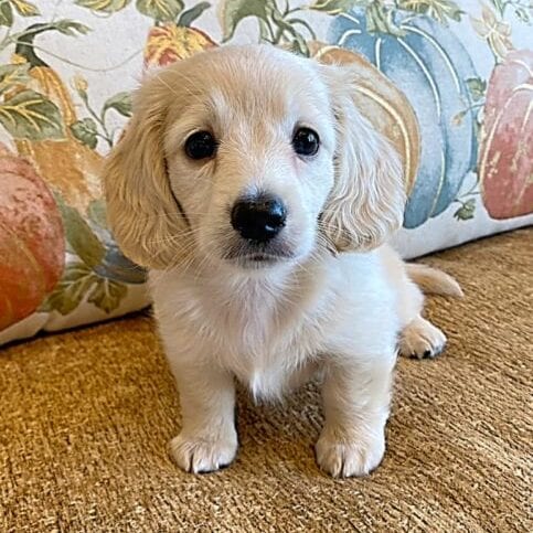 Creme of the Crop Miniature Dachshunds Cream Puppy - Teddy 2