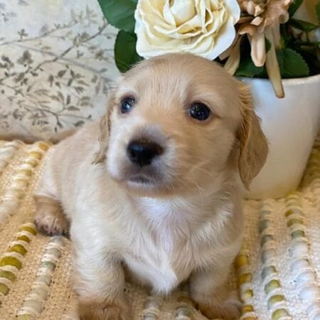 Creme of the Crop Miniature Dachshunds - Teddy 3