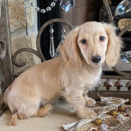 Creme of the Crop Miniature Dachshunds Breeder Female Tenly Mae 4