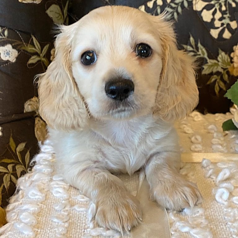 Creme of the Crop Miniature Dachshund Puppy - Theo 1