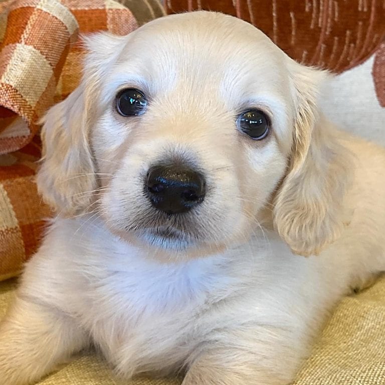 Creme of the Crop Miniature Dachshunds Cream Puppy - Thor 4