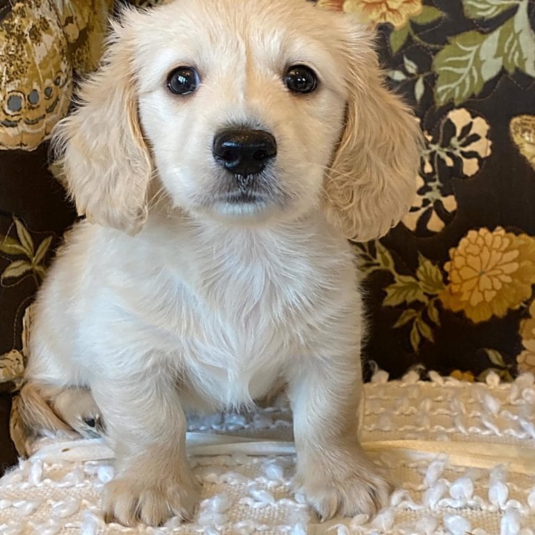 Creme of the Crop Miniature Dachshund Puppy - Walter 1