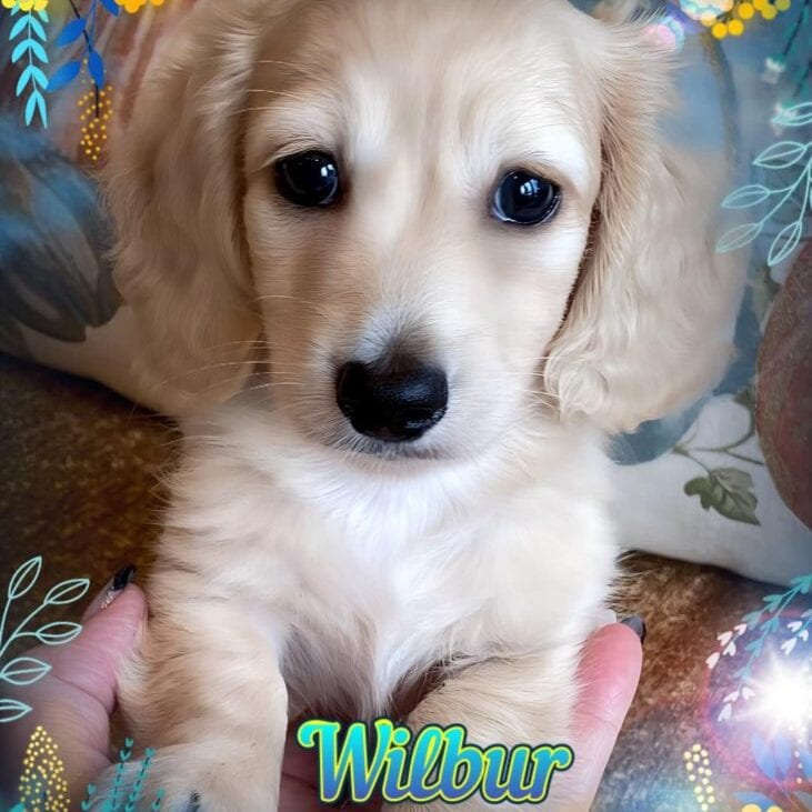 Creme of the Crop Miniature Dachshunds Cream Puppy - Wilbur