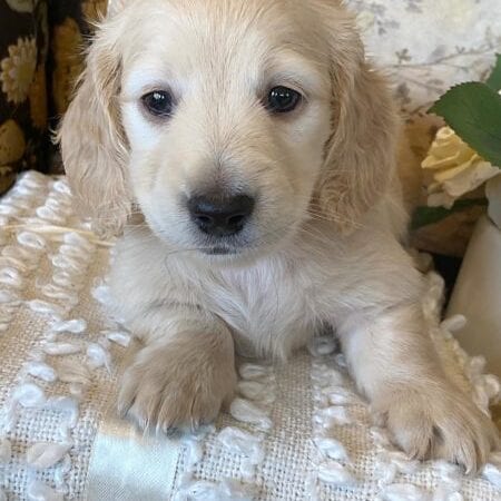 Creme of the Crop Miniature Dachshund Puppy - Zoey 5