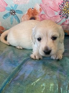 Creme of the Crop Miniature Dachshund Puppy Beans 3