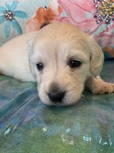 Creme of the Crop Miniature Dachshund Puppy Beans 4