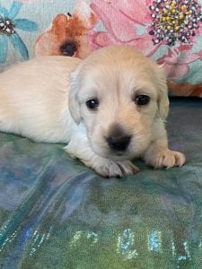 Creme of the Crop Miniature Dachshund Puppy Beans 5