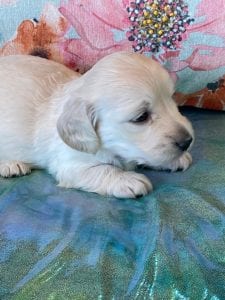 Creme of the Crop Miniature Dachshund Puppy Beans 6