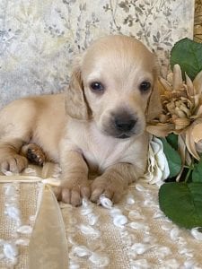 Creme of the Crop Miniature Dachshund Puppy - Bettie 2