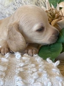 Creme of the Crop Miniature Dachshund Puppy - Bettie 2