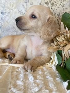 Creme of the Crop Miniature Dachshund Puppy - Bettie 3