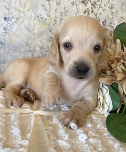 Creme of the Crop Miniature Dachshund Puppy - Bettie 4