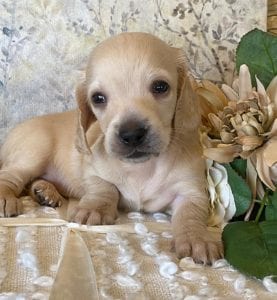 Creme of the Crop Miniature Dachshund Puppy - Bettie 1