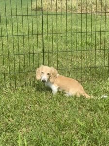 english cream miniature dachshund puppy breeder biscoti