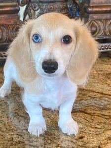 Crème of the Crop English Cream Miniature Dachshunds