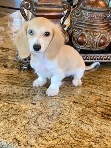 Crème of the Crop English Cream Miniature Dachshunds