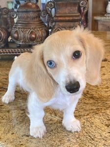 Crème of the Crop English Cream Miniature Dachshunds