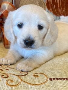 Creme of the Crop Miniature Dachshunds Cream Puppy - Bliss 1