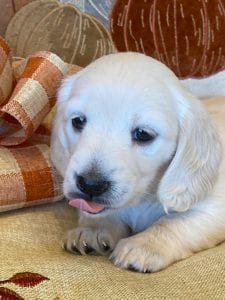 Creme of the Crop Miniature Dachshunds Cream Puppy - Bliss 2