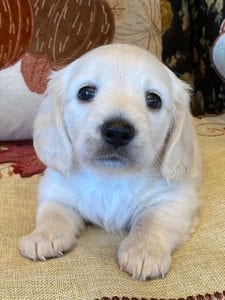 Creme of the Crop Miniature Dachshunds Cream Puppy - Bliss 3