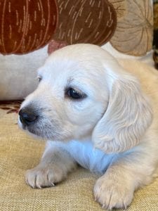 Creme of the Crop Miniature Dachshunds Cream Puppy - Bliss 4