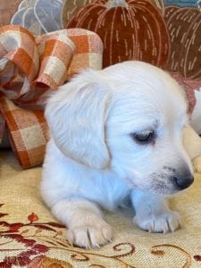 Creme of the Crop Miniature Dachshunds Cream Puppy - Bliss 5