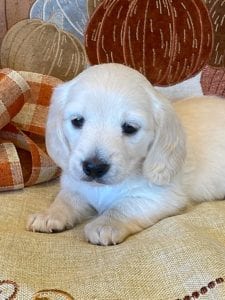 Creme of the Crop Miniature Dachshunds Cream Puppy - Bliss 6