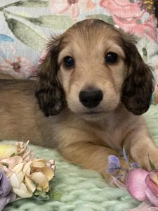 Creme of the Crop Miniature Dachshunds Shaded Cream Puppy Bodie2